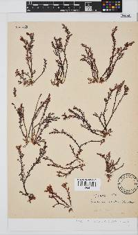 Plocamium cornutum image
