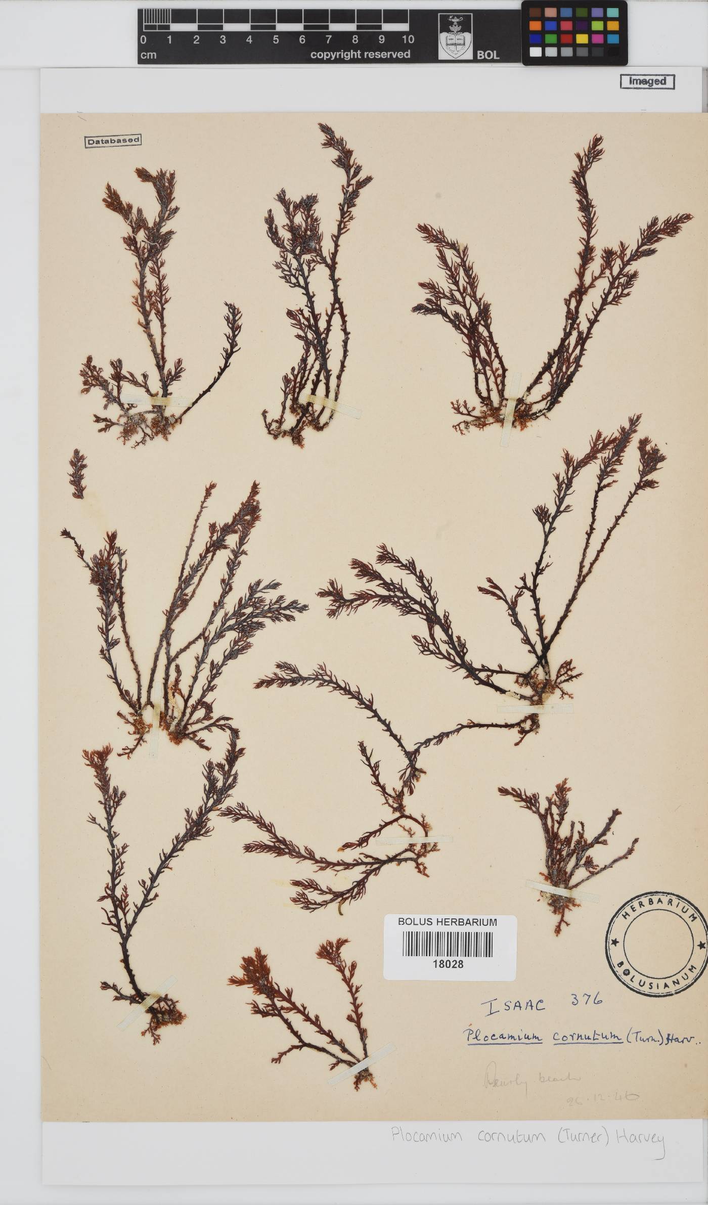 Plocamium cornutum image