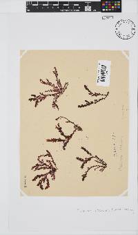 Plocamium cornutum image