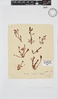 Plocamium cornutum image