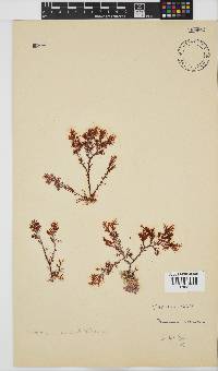 Plocamium cornutum image