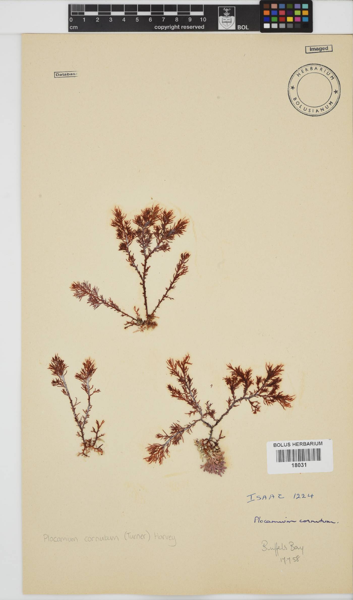 Plocamium cornutum image