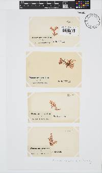 Plocamium cornutum image