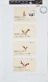 Plocamium cornutum image