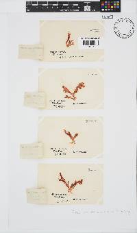 Plocamium cornutum image