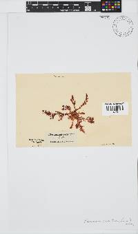Plocamium cornutum image