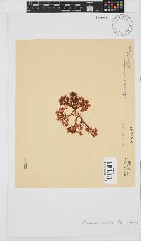 Plocamium cornutum image