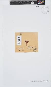 Plocamium cornutum image