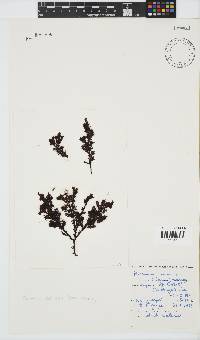 Plocamium cornutum image