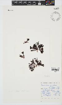 Plocamium cornutum image