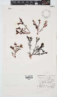 Plocamium cornutum image