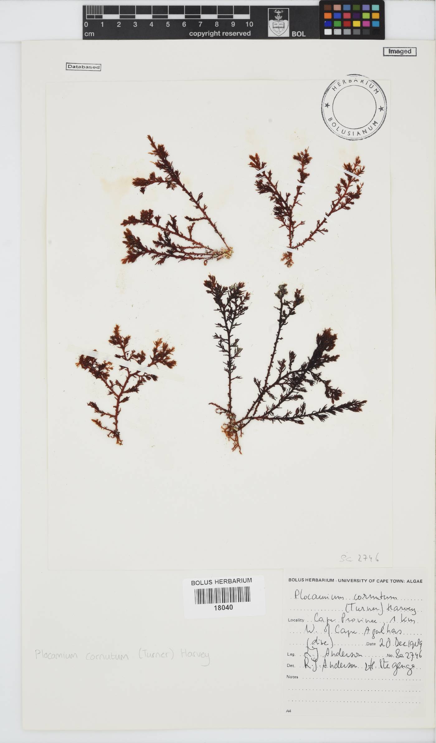 Plocamium image