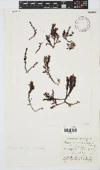 Plocamium cornutum image