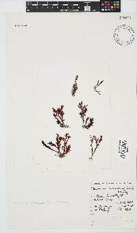 Plocamium cornutum image