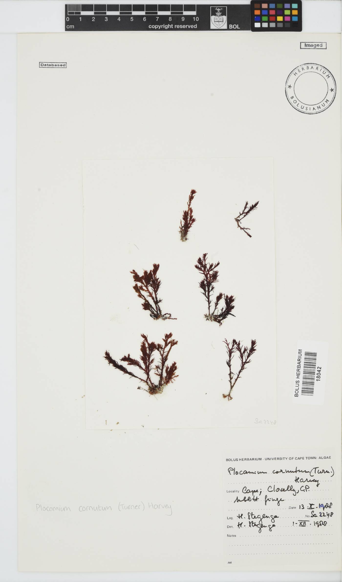 Plocamium cornutum image
