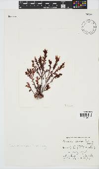 Plocamium cornutum image