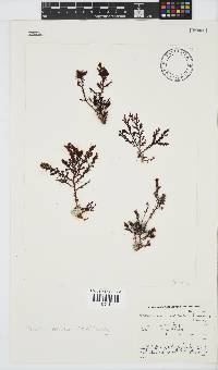 Plocamium cornutum image