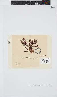 Plocamium cornutum image