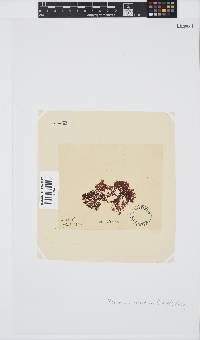 Plocamium cornutum image