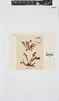 Plocamium cornutum image