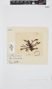 Plocamium cornutum image