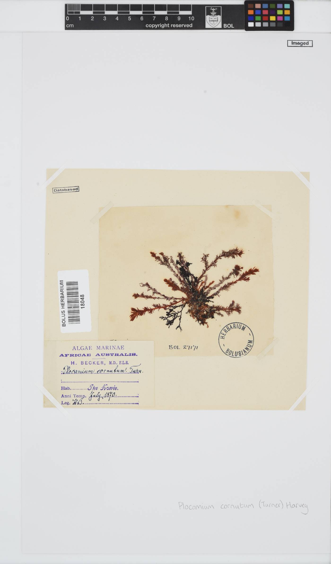 Plocamiaceae image