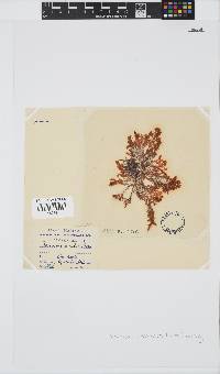 Plocamium cornutum image