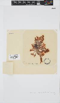 Plocamium cornutum image