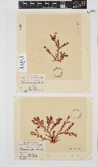 Plocamium cornutum image