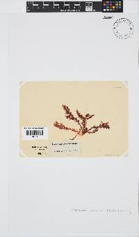 Plocamium cornutum image