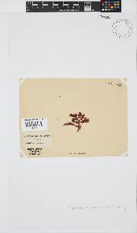 Plocamium cornutum image