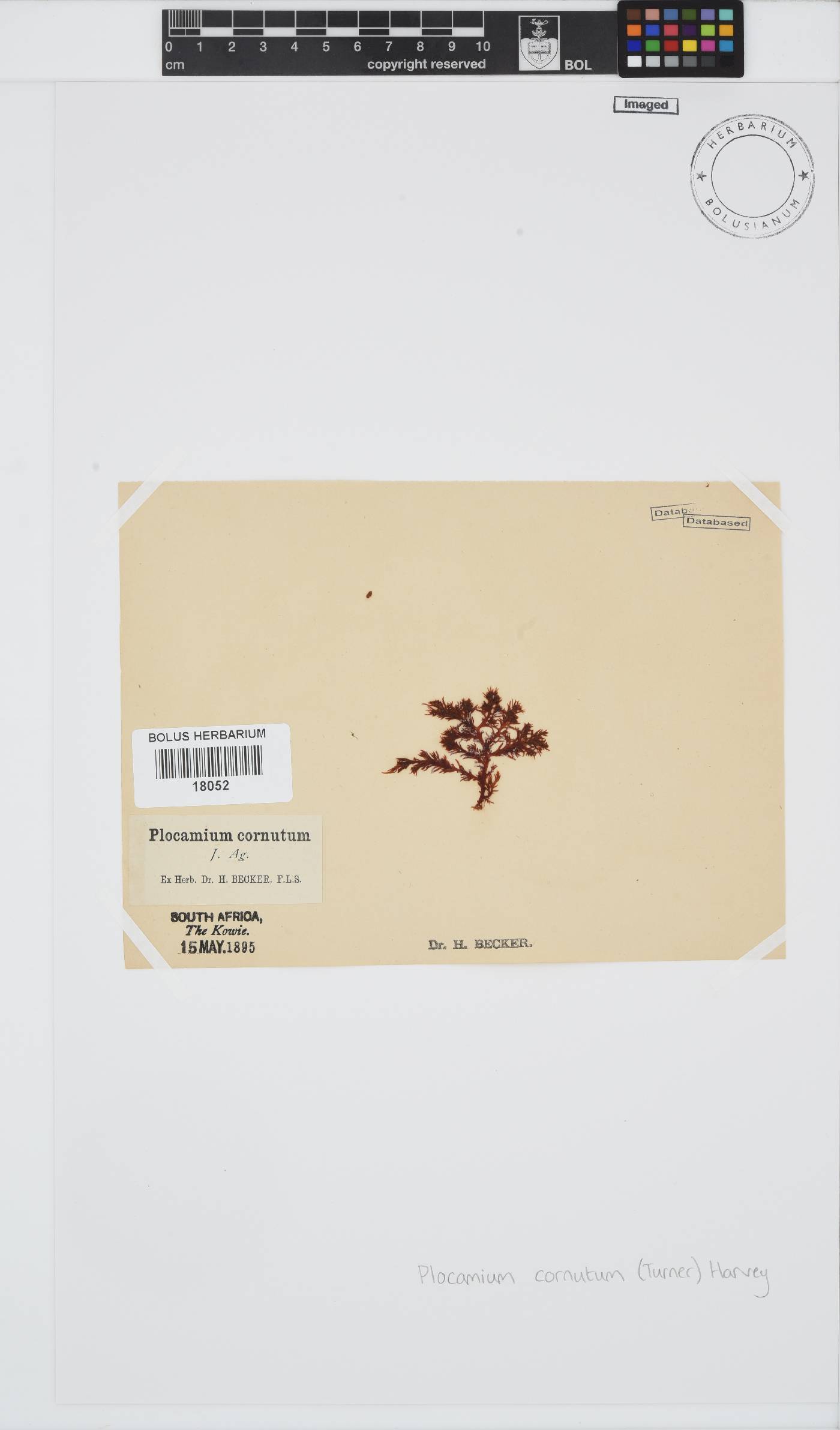 Plocamium cornutum image