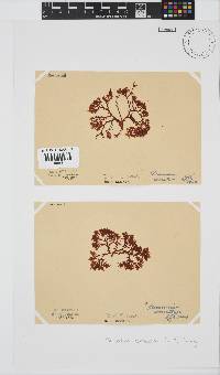 Plocamium cornutum image
