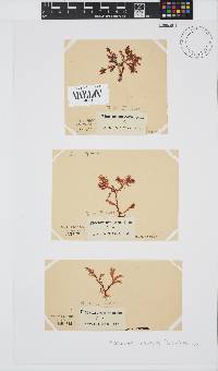 Plocamium cornutum image