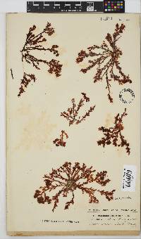 Plocamium cornutum image