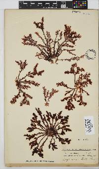 Plocamium cornutum image