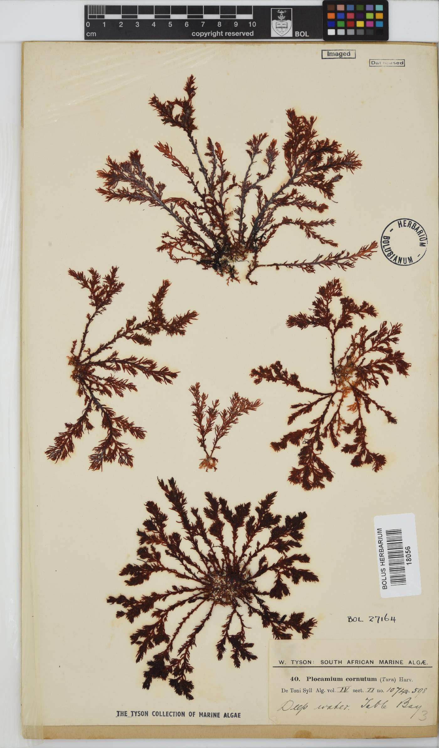 Plocamium cornutum image