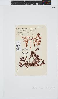 Plocamium cornutum image