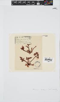 Plocamium cornutum image