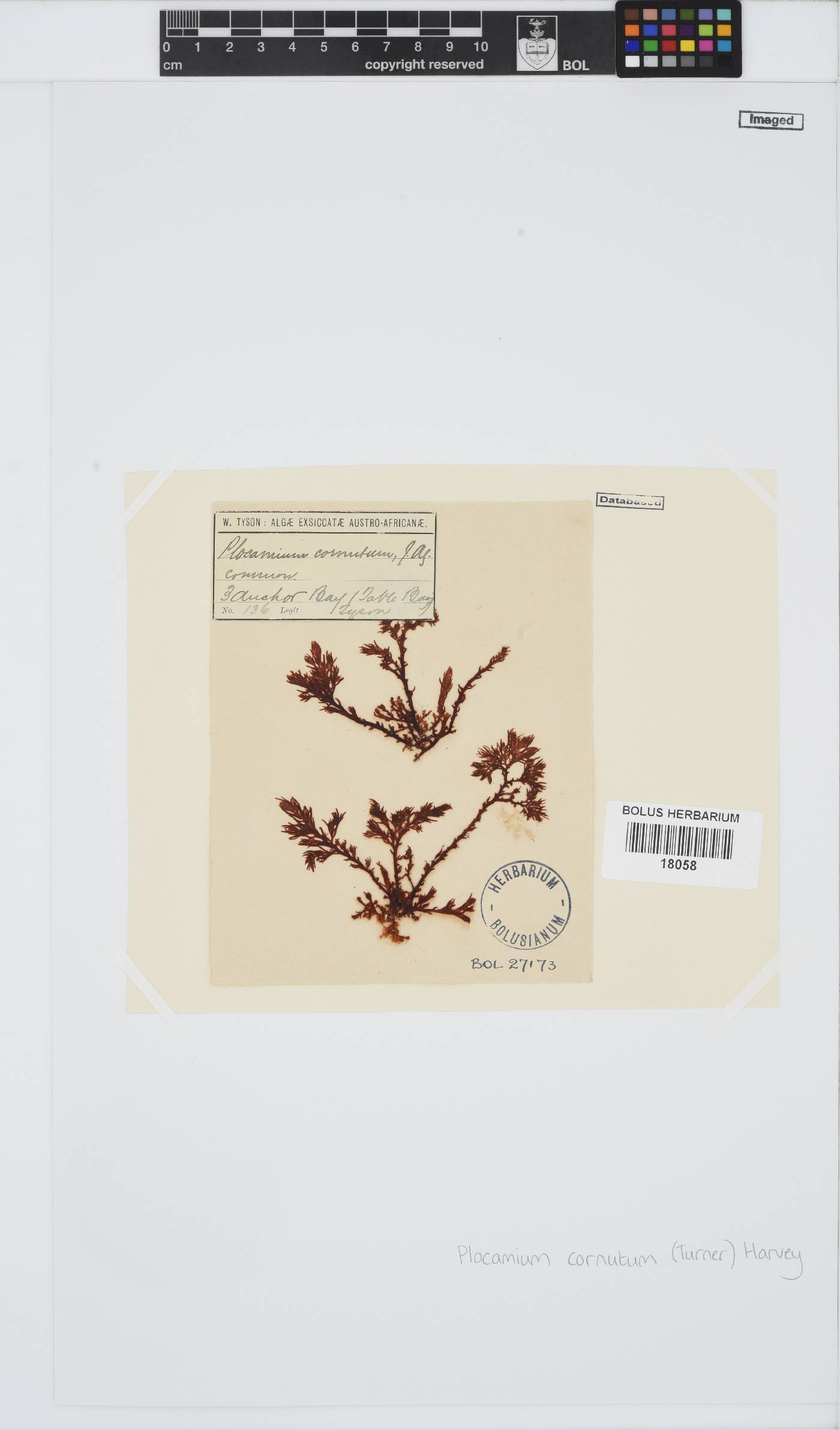 Plocamium image
