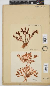 Plocamium cornutum image