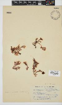 Plocamium cornutum image