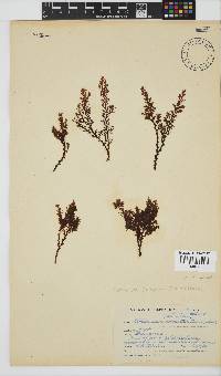 Plocamium cornutum image