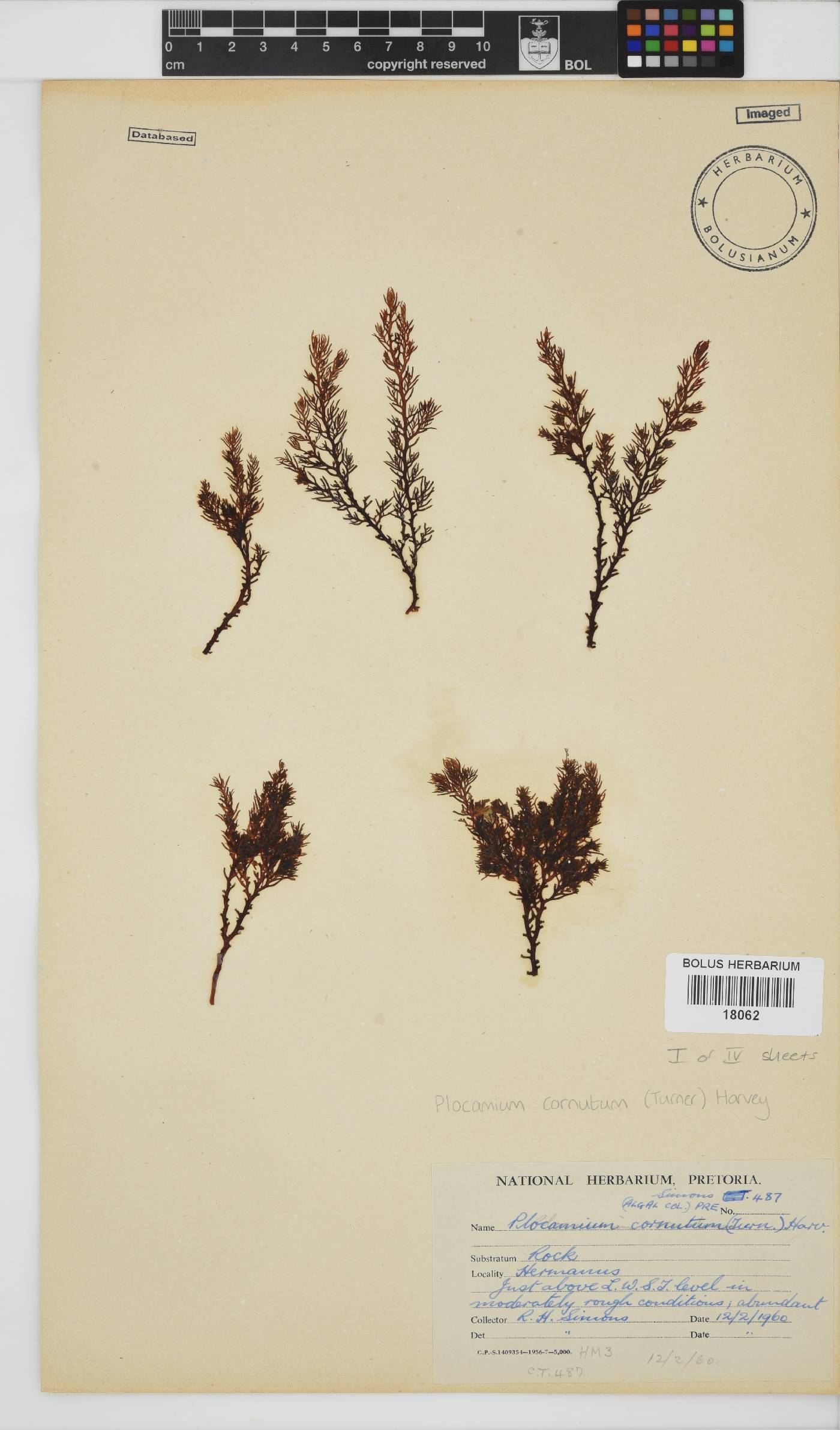 Plocamium cornutum image