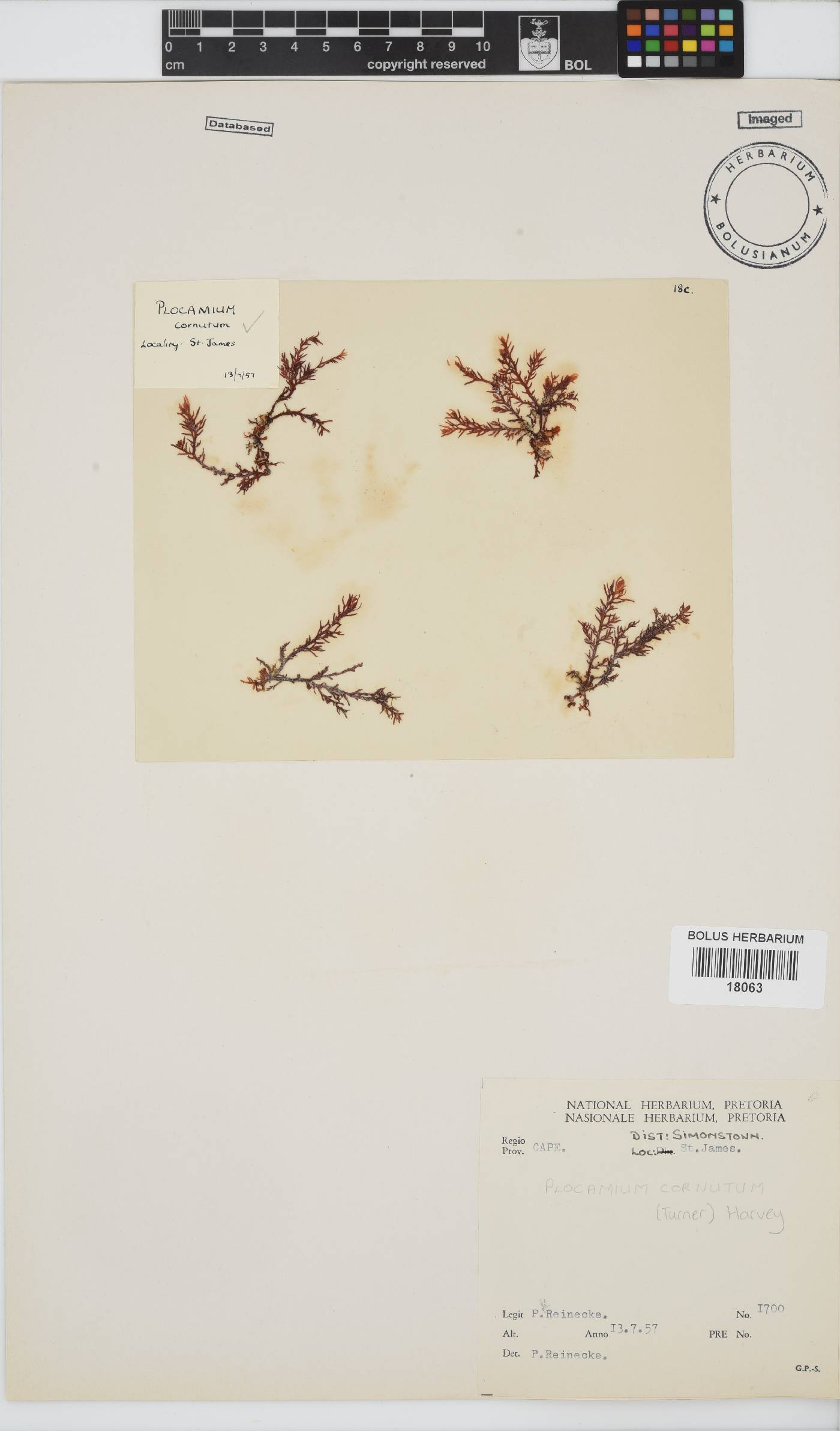 Plocamium cornutum image
