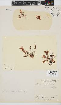 Plocamium cornutum image