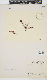 Plocamium cornutum image