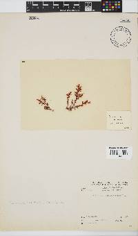 Plocamium cornutum image