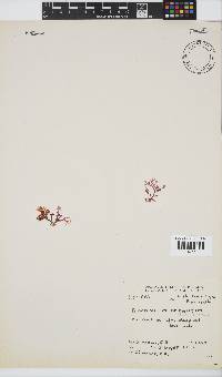Plocamium cornutum image