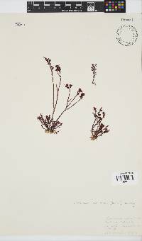 Plocamium cornutum image